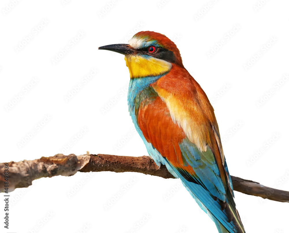 Fototapeta premium Motley beautiful European bee-eater sits on a tree branch isolated on a white background