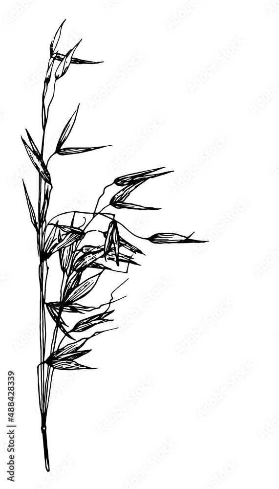 Obraz premium sketch of oat plants. a spikelet with wheat seeds, drawn in sketch style, black isolated outline on white for a packaging design template. grain crops organic food