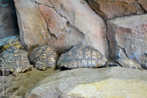 family of turtles lying on stones in the shadow