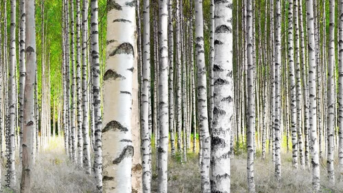 Seamless panning of birch forest in early summer