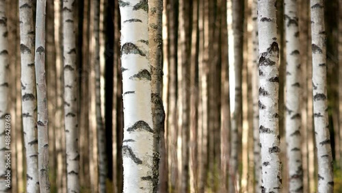 Seamless panning of birch forest in evening light
