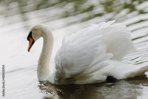Portrait of a white swan floating on the lake with spread wings photo