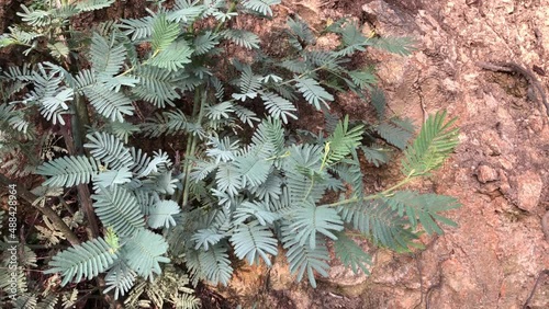 Mimosa tree green leaves moving with the light wind