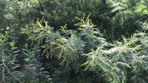 Branch of mimosa, young shoots, beginning of blooming in spring