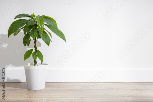 Indoor flower in a pot, avocado plant on a wooden floor against the background of a white wall.