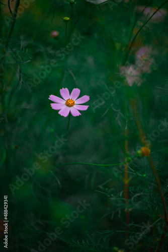 soft lavender color flower petals and yellow bud atmospheric and moody blurred floral green background environment garden space  blossom vertical photography