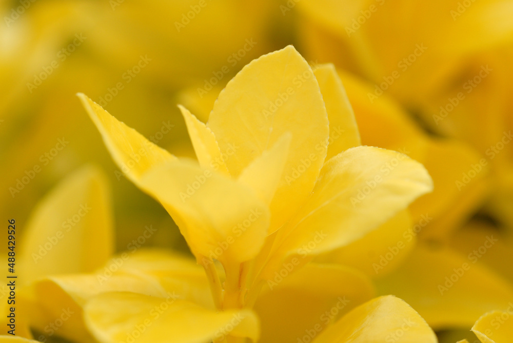 黄色い葉　葉模様