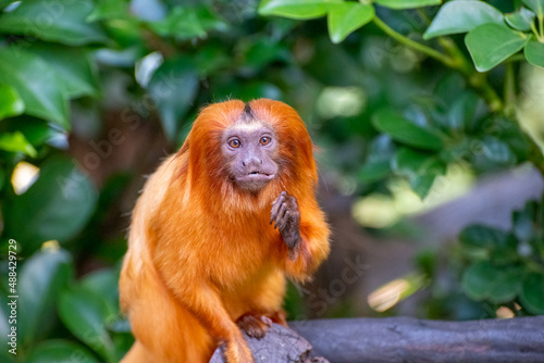 golden lion tamarin