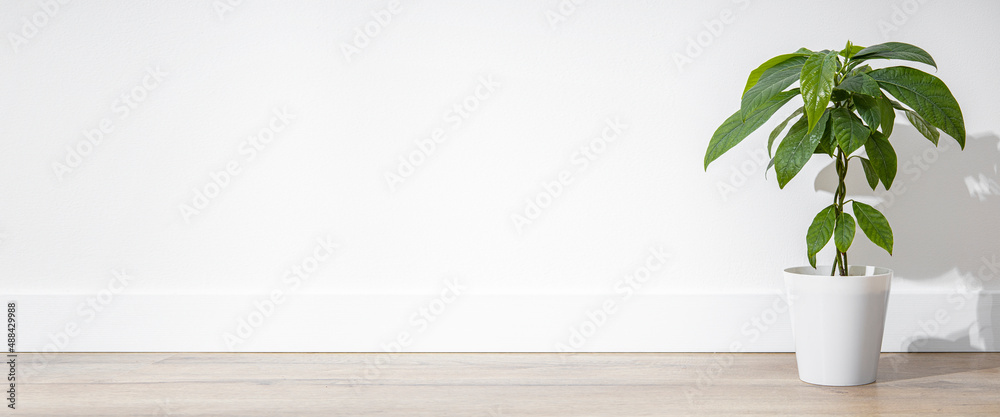 Indoor flower in a pot, avocado plant on a wooden floor against the background of a white wall. Banner. Indoor flower in a pot, avocado plant on a wooden floor against the background of a white wall. Banner.