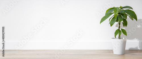 Indoor flower in a pot  avocado plant on a wooden floor against the background of a white wall. Banner.