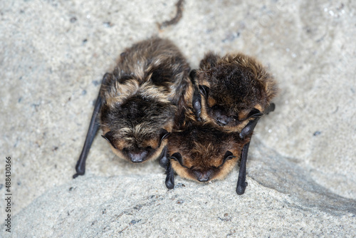 Photography The northern bat (Eptesicus nilssonii)