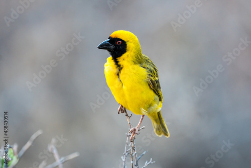 Southern or African masked weaver bird (Ploceus velatus) adult male in breeding plumage perches on a branch in the Karoo, South Africa