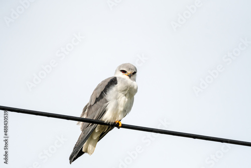 Black-shouldered Kite (Elanus caeruleus) raptor perched on a power line making eye contact in South Africa © Childa