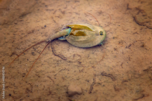 Triops cancriformis, or tadpole shrimp, is a species of tadpole shrimp found in Europe