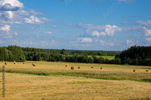 Yellow bales of cut hay in a field on a clear day. Preparation of feed for livestock.