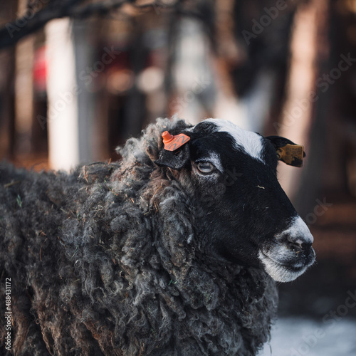Billede på lærred Sheep farming is a very popular livelihood in the world