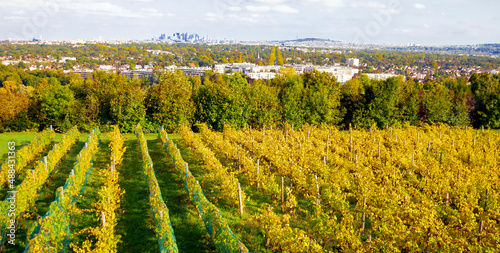 View of vineyard on the Seine River shore terrace on the outskirts of Paris. photo