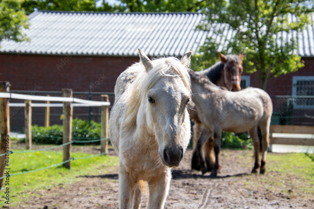 Horses in a Paddock paradise