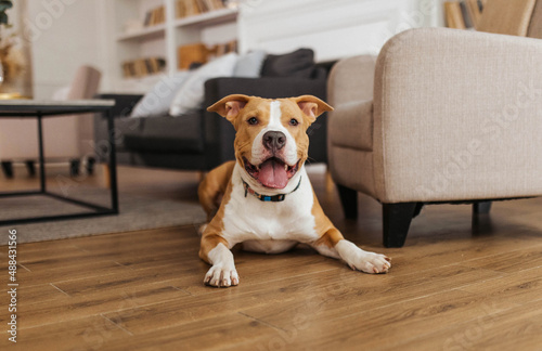 Dog at home cozy Staffordshire terrier red dog in Livingroom happy dog