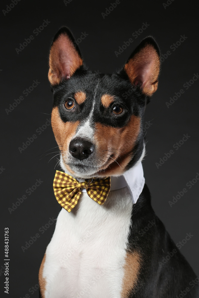Portrait of serious dog of african basenji breed wearing bow tie isolated against black background. Copy space. Portrait of serious dog of african basenji breed wearing bow tie isolated against black background. Copy space.