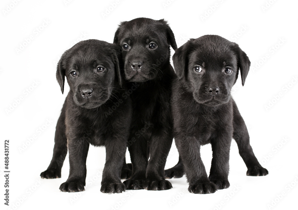Obraz premium Three cute black puppies of labrador retriever breed isolated on white background