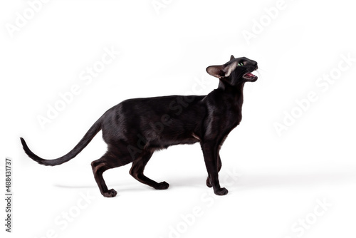 Oriental black cat walking and meowing isolated on white background.