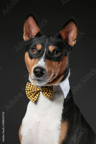 Portrait of serious dog of african basenji breed wearing bow tie isolated against black background. Copy space.