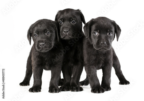 Three cute black puppies of labrador retriever breed isolated on white background