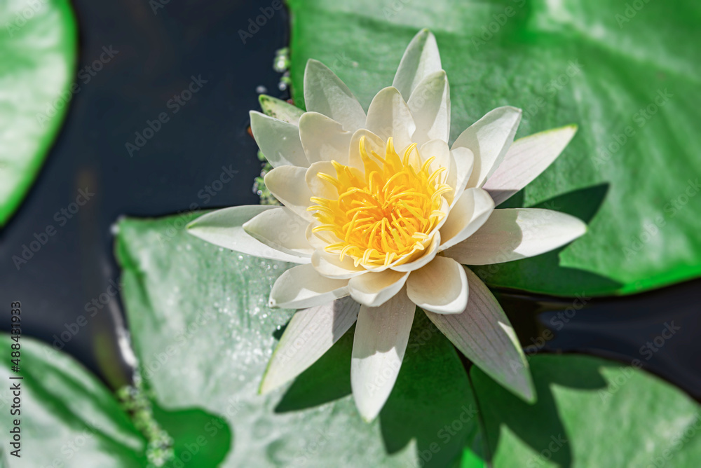 Lotus flower in pond nature. Beautiful lotus flower in the pond. Lotus flower in pond nature. Beautiful lotus flower in the pond.