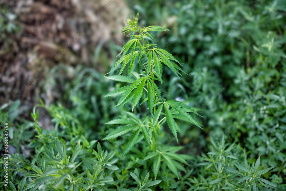 A stalk of cannabis plant in summer. A stalk of cannabis plant in summer.