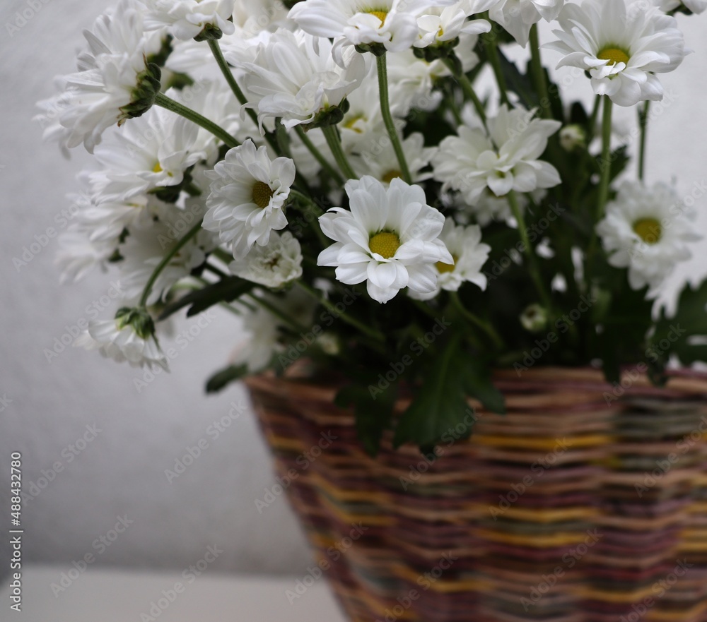 Blossom chamomile bouquet in wicker basket on white background
