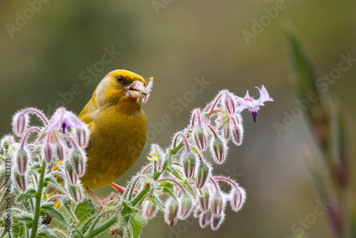 European Greenfinch bird sitting on a plant