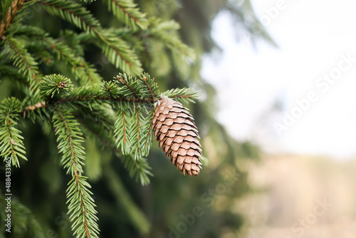 Fir-tree cone on a branch. 