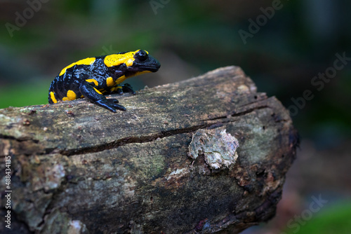 The fire salamander - Salamandra salamandra - is a common species of salamander found in Europe