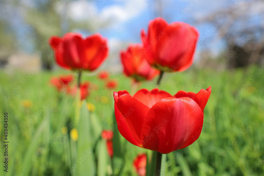Floral background with buds of tulips flowers, spring mood, natural landscape Floral background with buds of tulips flowers, spring mood, natural landscape