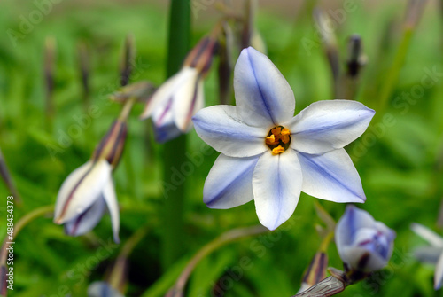 薄紫の花 六弁の花