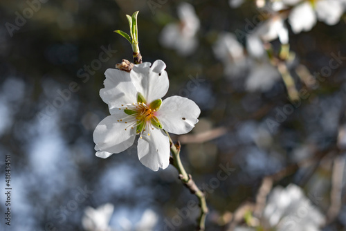 Close up photo of beautiful almond blossoms. White cute flower. 