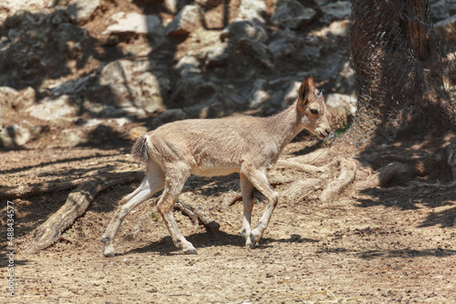 Young roe animal . Cute baby wild animal