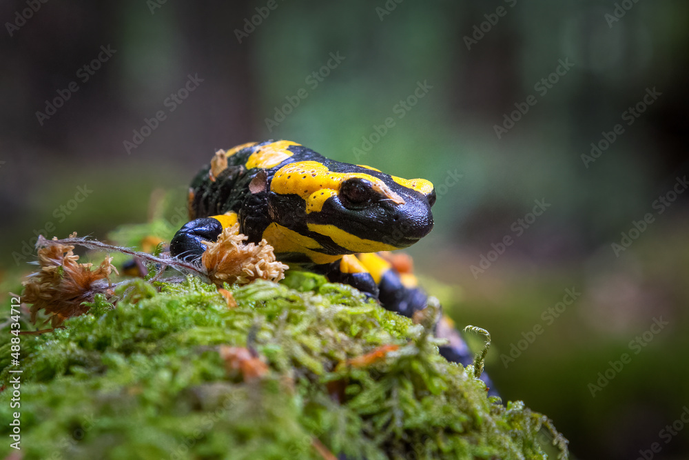 The fire salamander - Salamandra salamandra - is a common species of salamander found in Europe The fire salamander - Salamandra salamandra - is a common species of salamander found in Europe