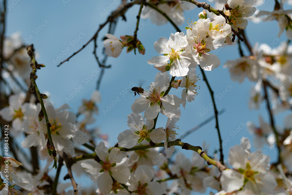 Almonds blossom. The bee collects nectar and pollinates flowering trees. Selective focus. Blurred Almonds blossom. The bee collects nectar and pollinates flowering trees. Selective focus. Blurred