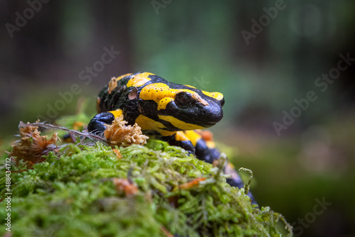 The fire salamander - Salamandra salamandra - is a common species of salamander found in Europe