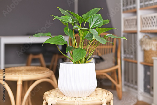 Tropical 'Homalomena Rubescens Emerald Gem' houseplant in flower pot on table in living room photo
