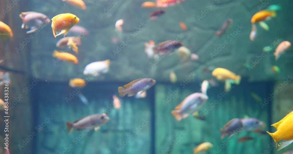 Many colorful fish swimming in aquarium 4k movie Many colorful fish swimming in aquarium 4k movie
