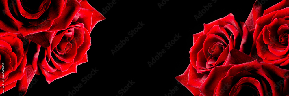 Red rose on a black background, banner