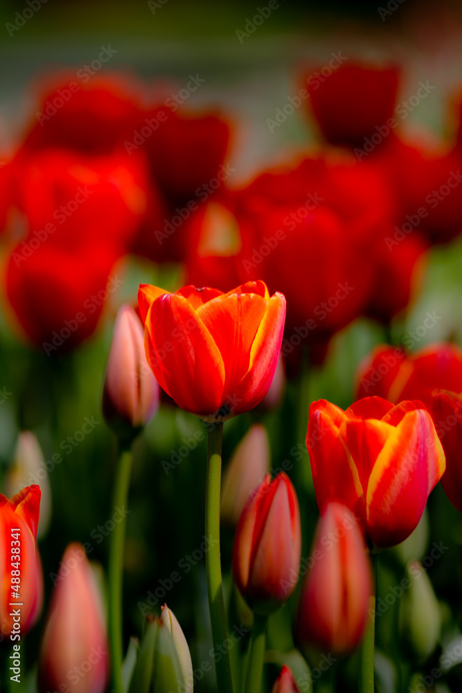 Tulip background. Orange and yellow tulips in the park. Spring blossom