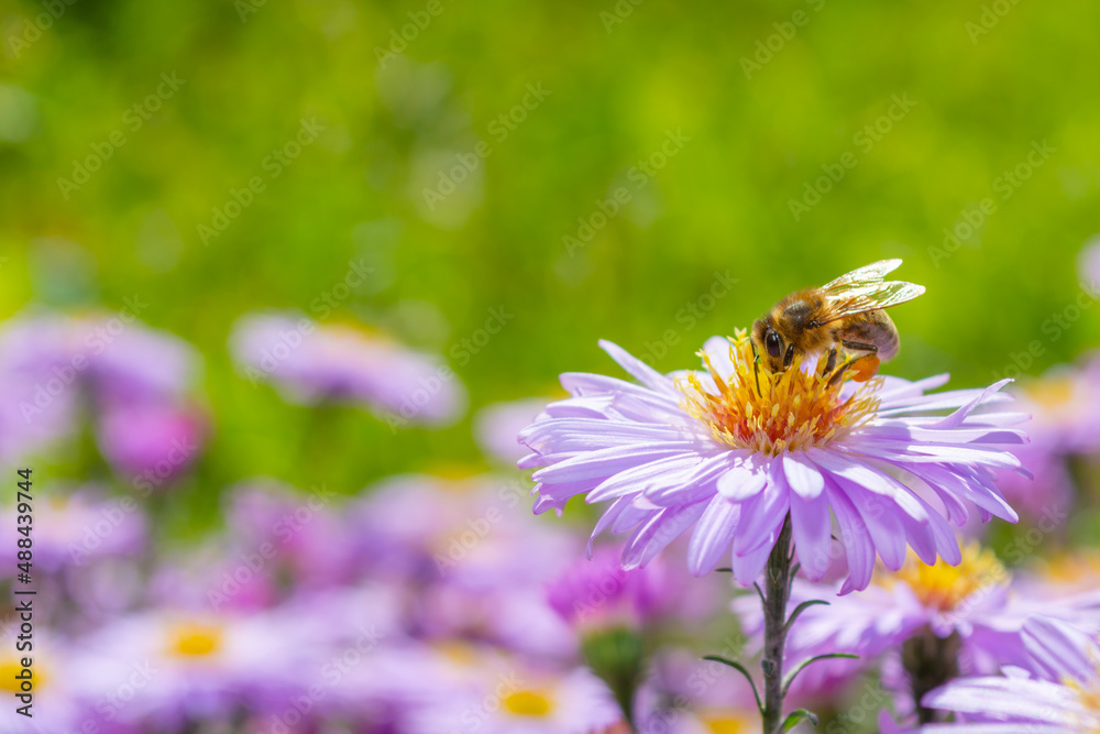 Close-up honey bee on a small aster flower. Summer garden Close-up honey bee on a small aster flower. Summer garden