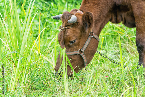 Close up of cow grazing on grass in pasture in summer, in Poland. Polish red breed of cow. Sustainable organic farming.