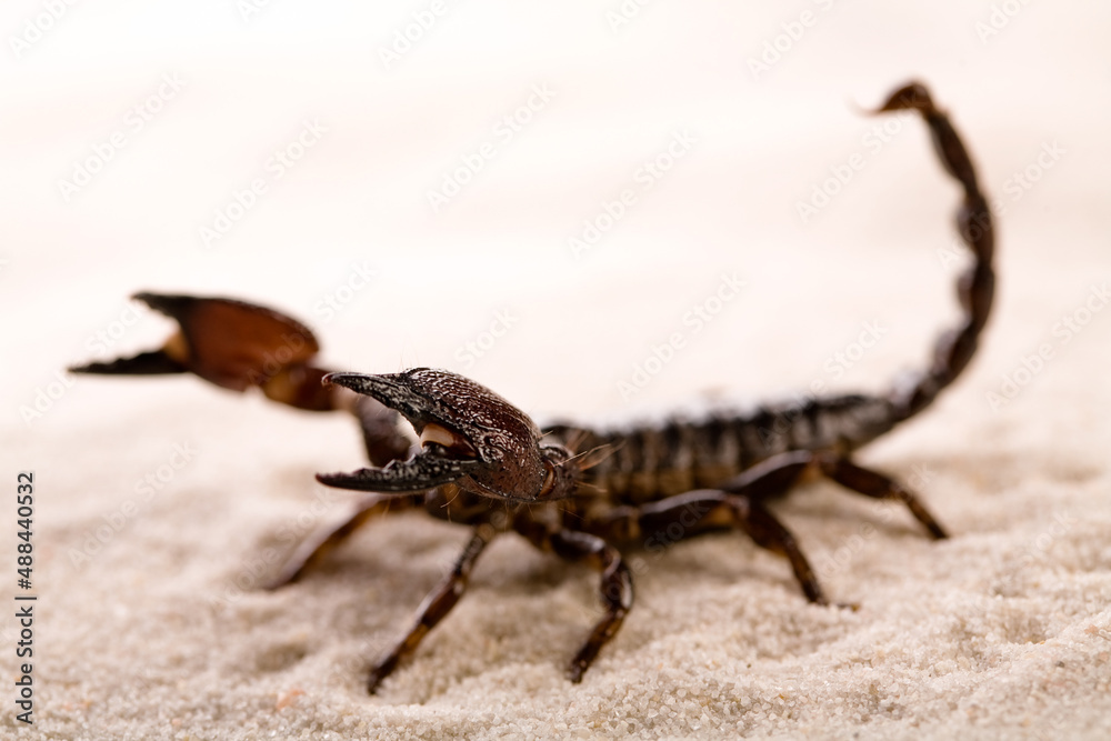 Black scorpion in close-up on a sandy background. Soft light Black scorpion in close-up on a sandy background. Soft light
