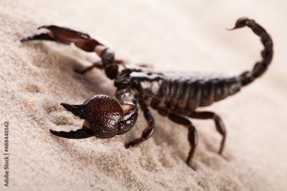 Black scorpion in close-up on a sandy background. Soft light Black scorpion in close-up on a sandy background. Soft light