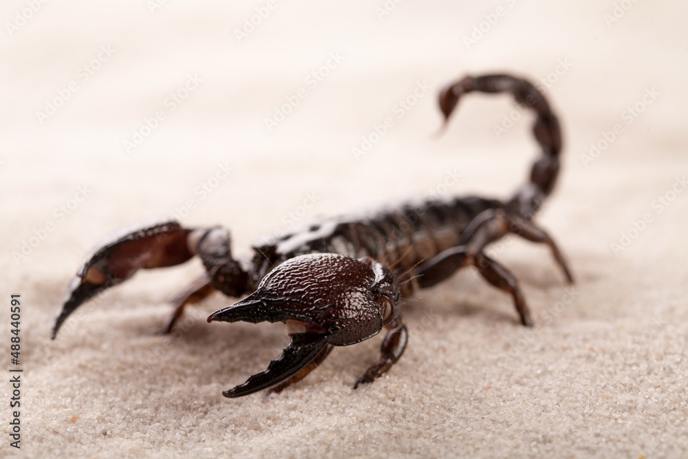 Black scorpion in close-up on a sandy background. Soft light Black scorpion in close-up on a sandy background. Soft light